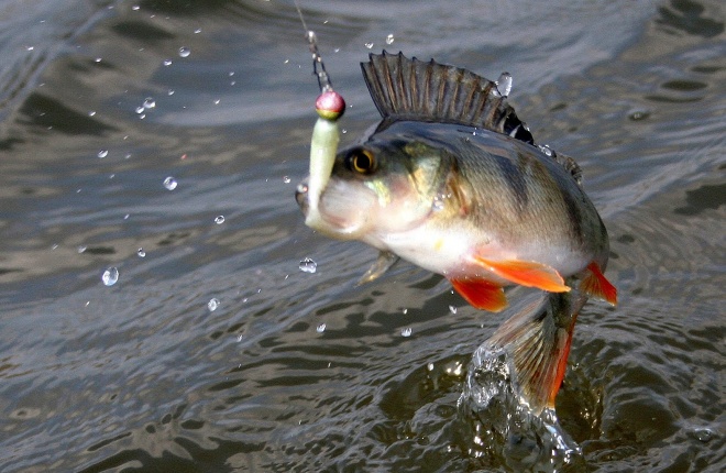 Как ловить рыбу летом - рыболовные приманки